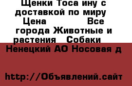 Щенки Тоса-ину с доставкой по миру › Цена ­ 68 000 - Все города Животные и растения » Собаки   . Ненецкий АО,Носовая д.
